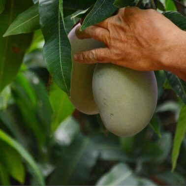 RECOLECCIÓN MANGOS